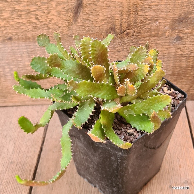 D6477 EUPHORBIA STELLATA BIG CAUDEX pot12-H14-W18 cm MaMa Cactus