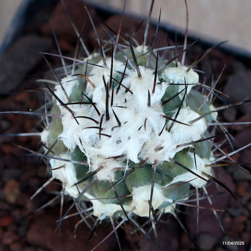 D2942 COPIAPOA LONGISPINA pot8-H6-W5 cm MaMa Cactus