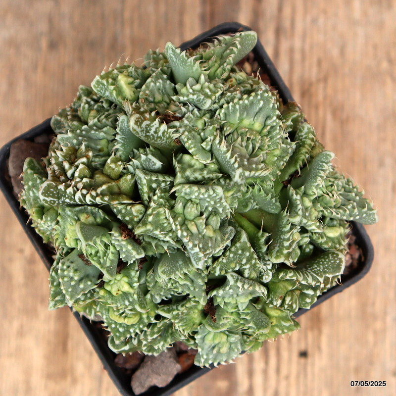 D3925 FAUCARIA TUBERCOLOSA MONSTER pot9-H8-W11 cm MaMa Cactus