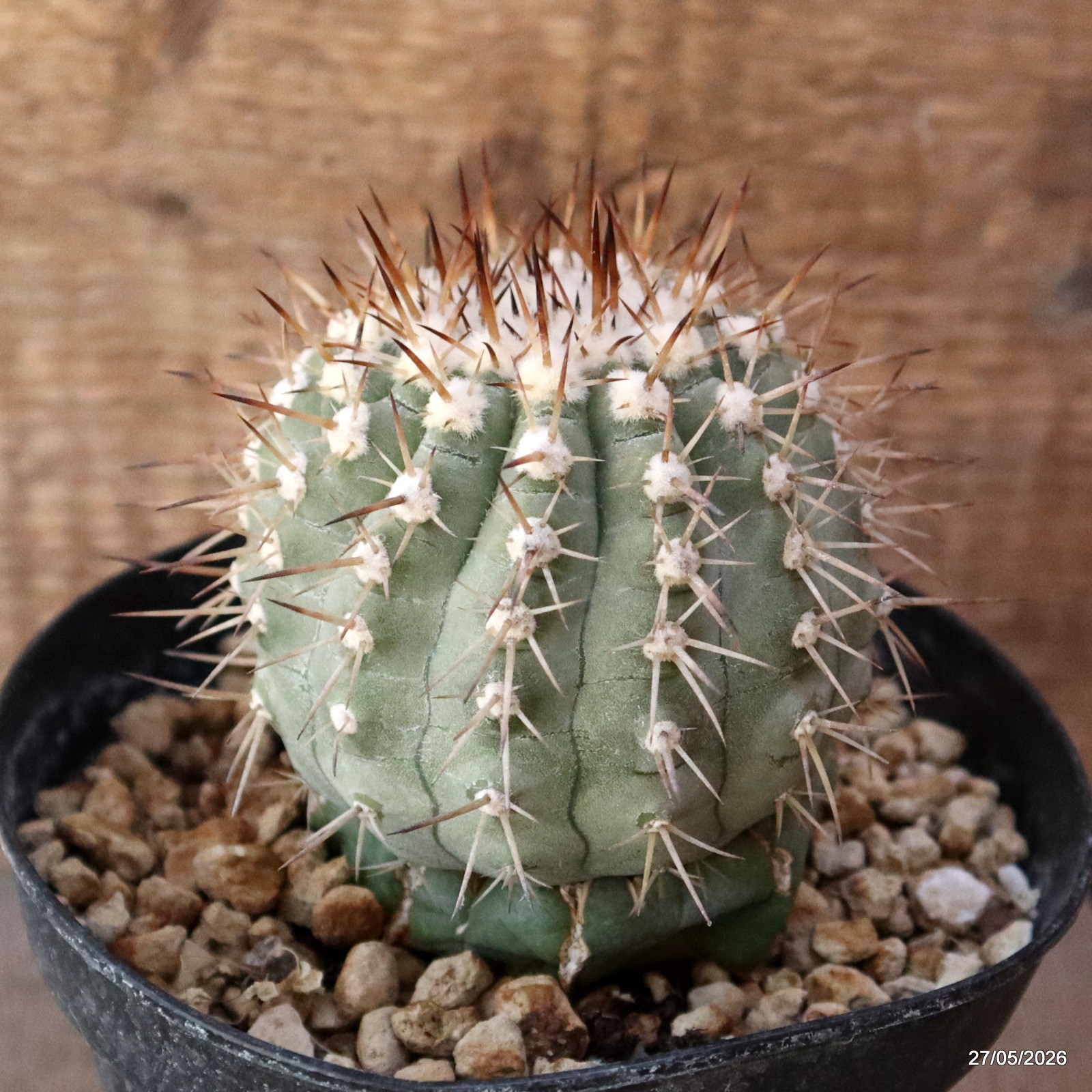 D4134 COPIAPOA CINEREA GRAFT pot14-H11-W8 cm MaMa Cactus