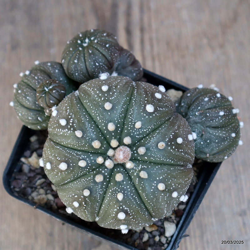 A4480 ASTROPHYTUM SUPERKABUTO PROLIFERO pot9-H8-W11 cm MaMa Cactus
