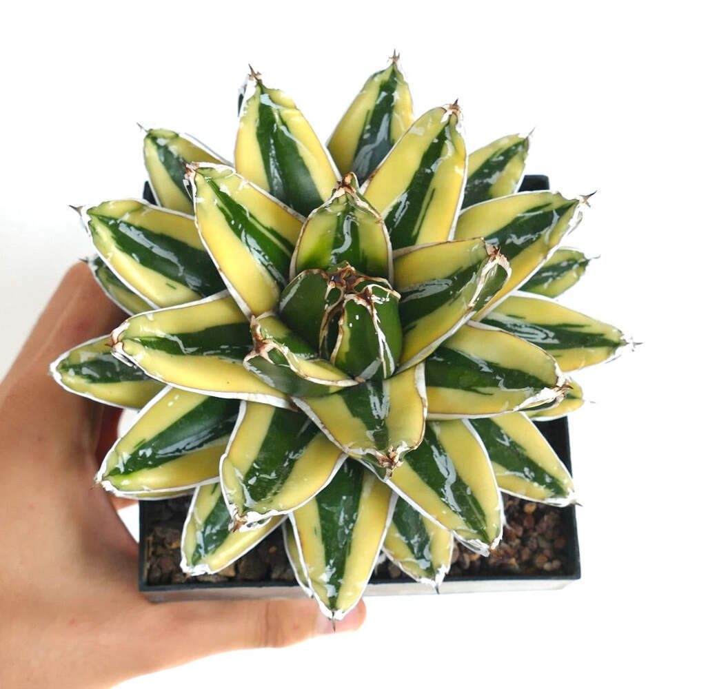 Agave victoriae-reginae cv KIZAN –