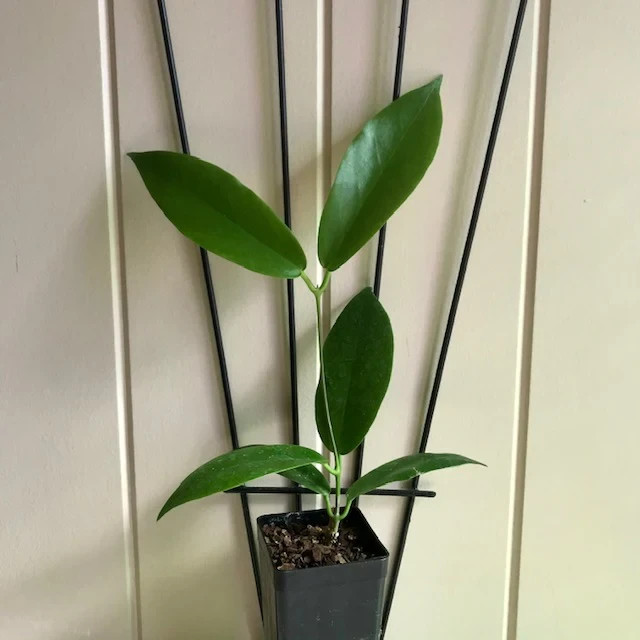 Hoya Macgillivrayi Rare Plant