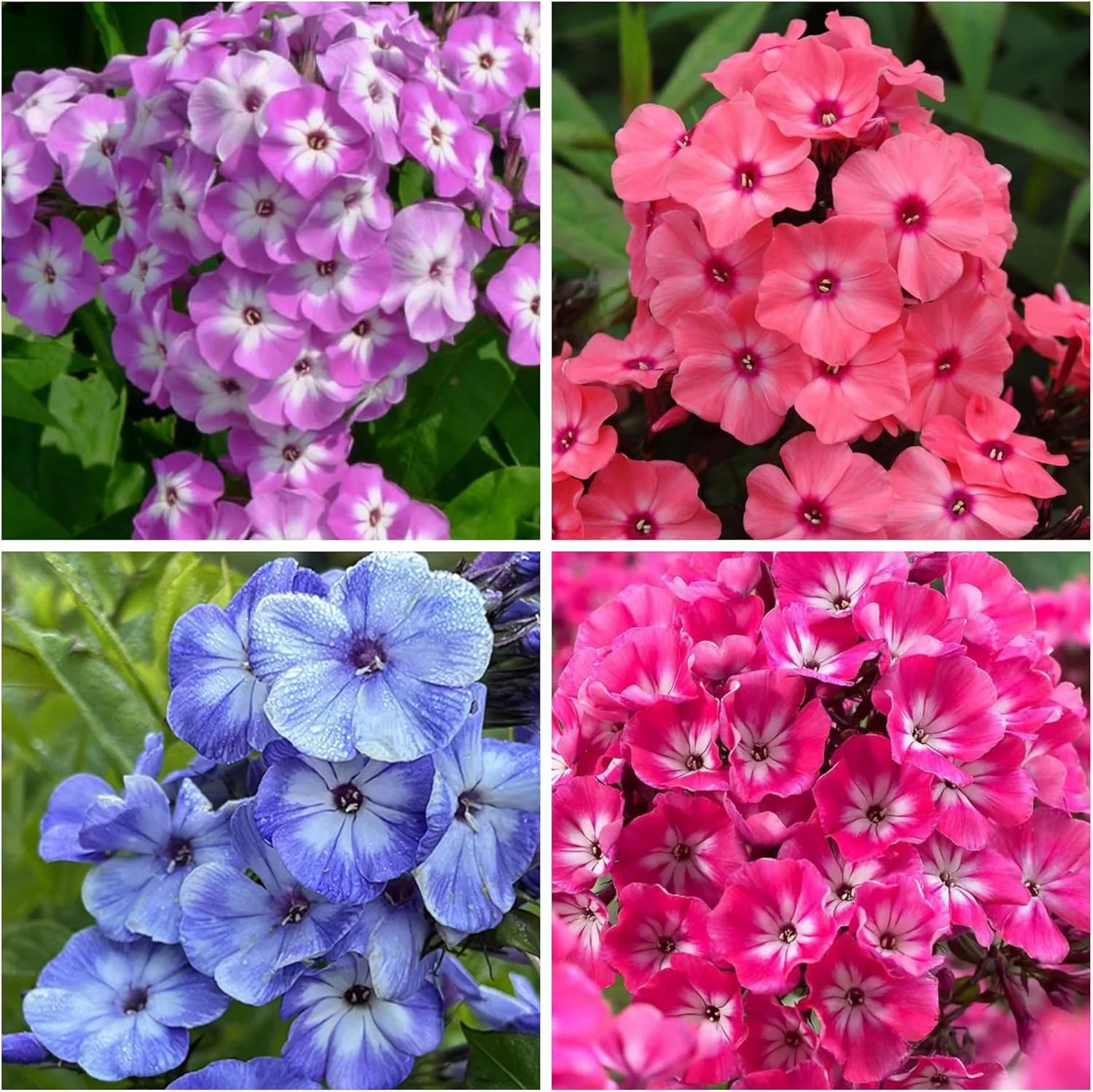 1000+ Phlox Seeds for Planting – Phlox Popstars Seeds Perennial Ground Cover Pla
