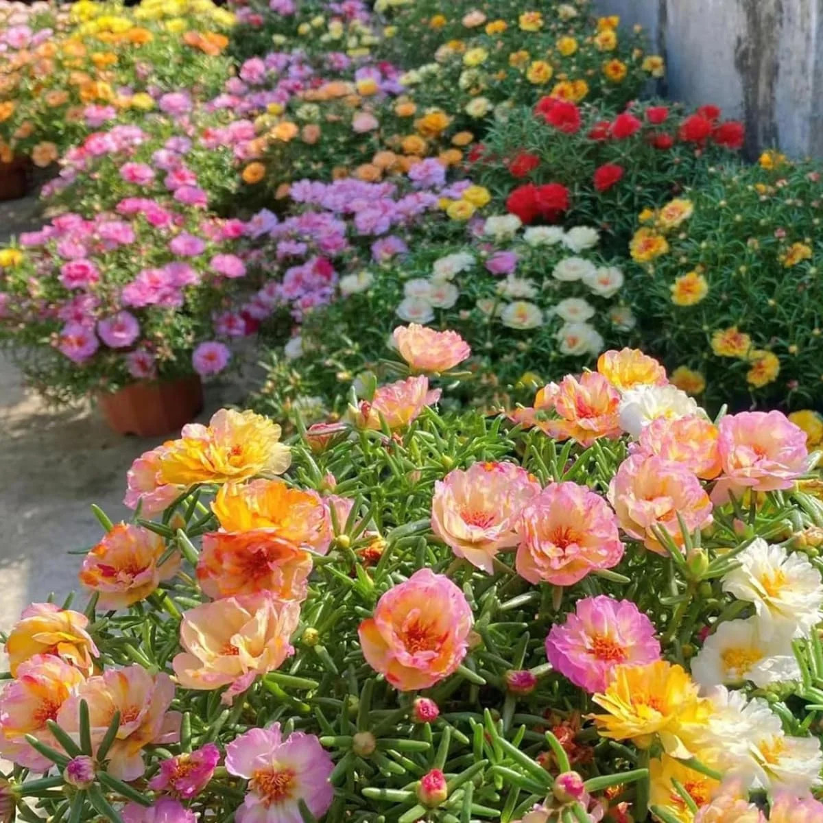 10000 Mixed Moss Rose Seeds – HOA Mười Giờ – AKA. Portulaca Grandiflora Mix, Mos