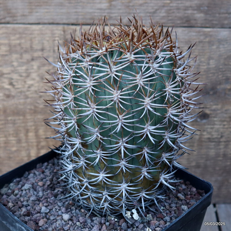 D3184 ERYOSICE CERATISTES GRAFT pot14-H16-W11 cm MaMa Cactus