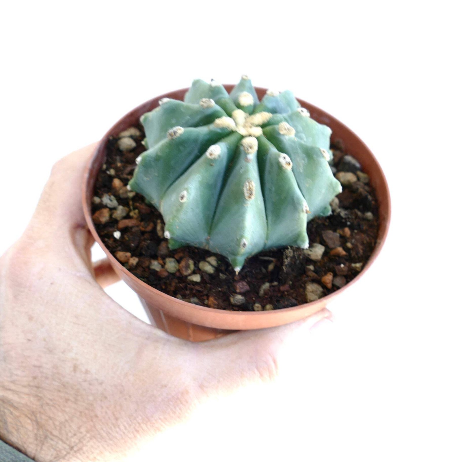 Ferocactus glaucescens cv URASAKI DA6 – Blue barrel cactus | Glaucous barrel cac