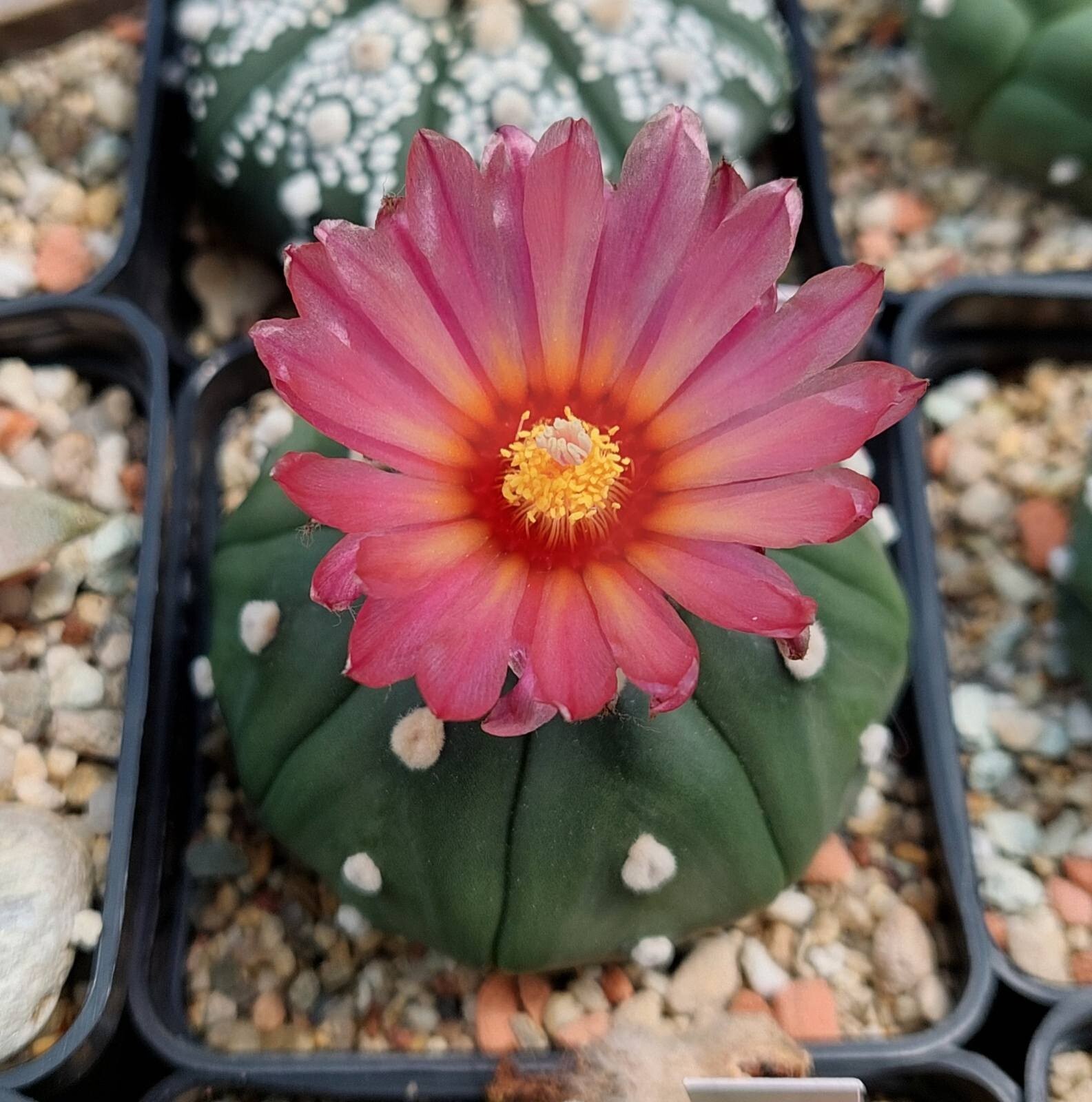 Astrophytum asterias ‘Akabana’ 100seeds harvest 2025