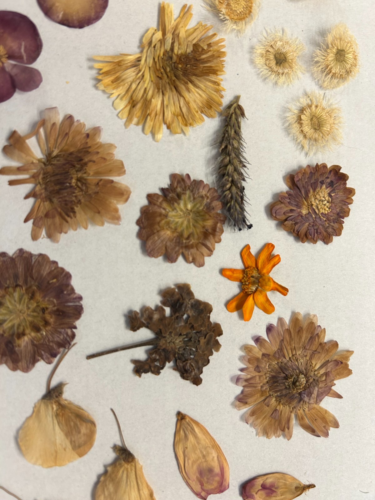 Lot of Hand Picked and Hand Pressed Flowers and Petals Crafting Decor