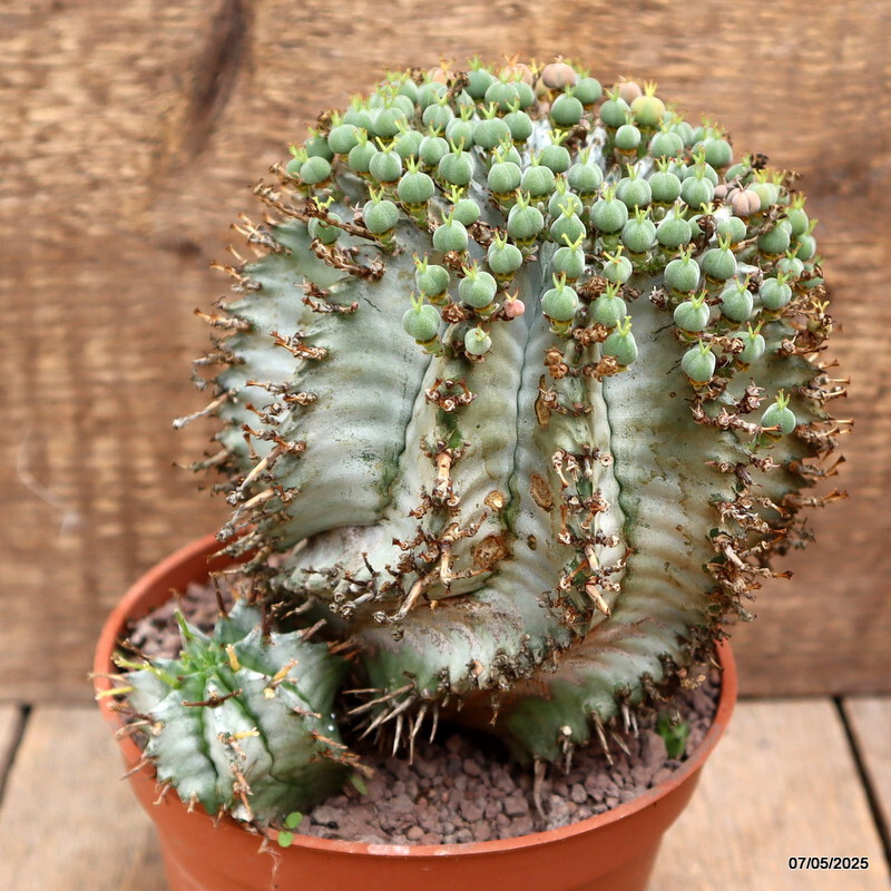 D3959 EUPHORBIA HORRIDA SNOWFLAKE pot14-H15-W16 cm MaMa Cactus