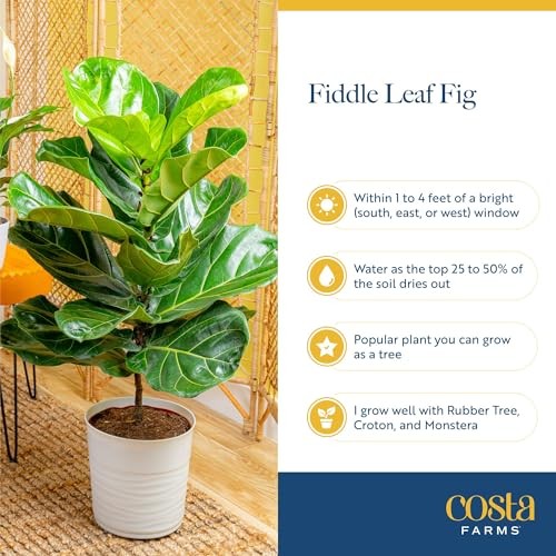 Little Fiddle Leaf Fig, Live Indoor Ficus Lyrata Plant in Nursery Plant Pot,