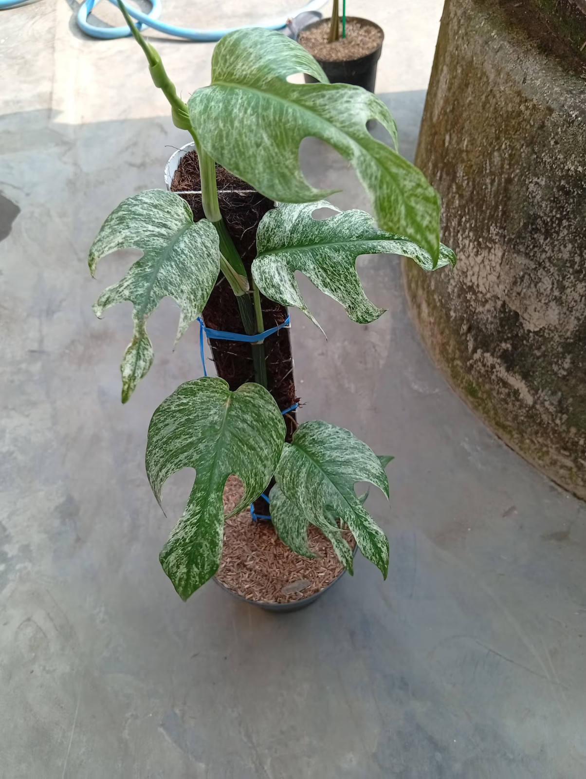 Real Picture Epipremnum Devil Monster Variegated