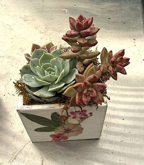 Living Arrangement- Succulent Arrangement in decorative Wooden Planter