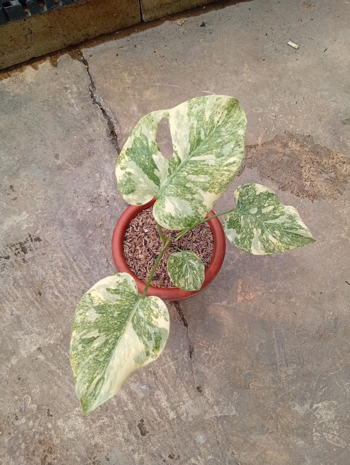 Real Picture Monstera Legacy Diamond Variegated Rare Plant