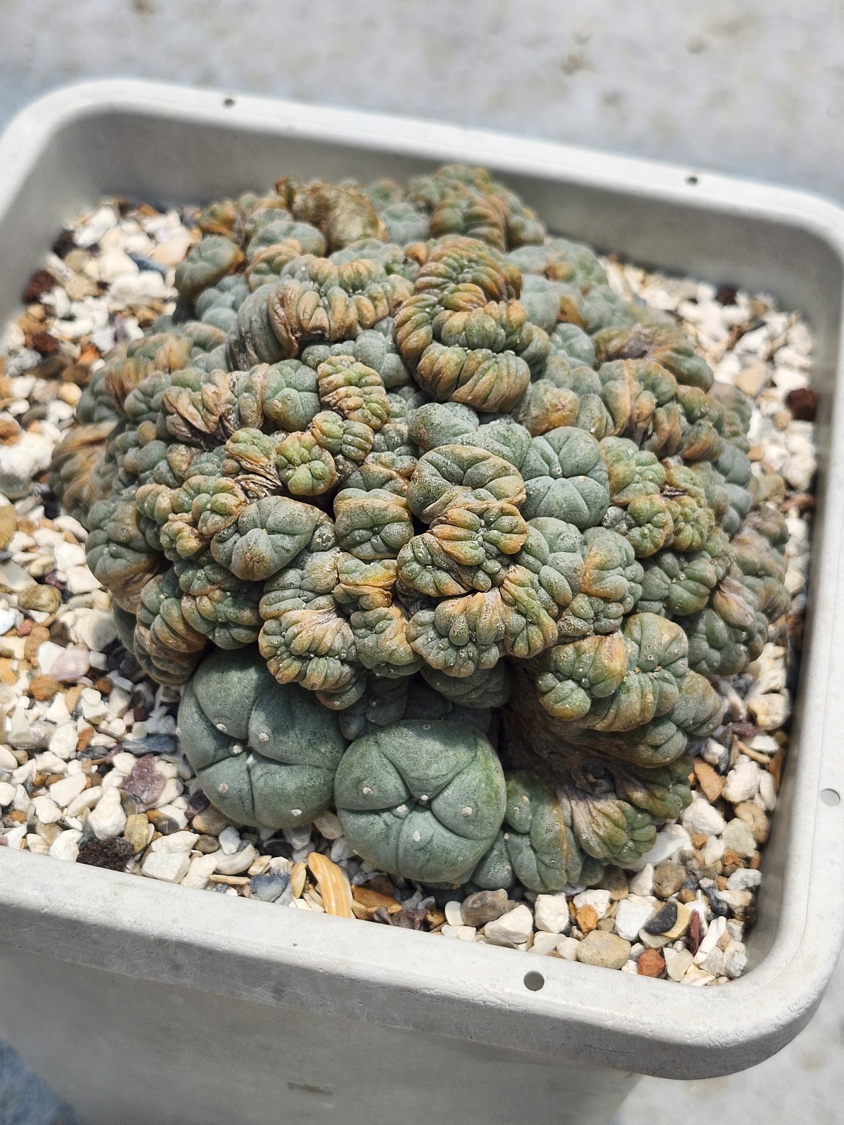 Large RARE crested cactus, self pollinating, shown in 6″ pot