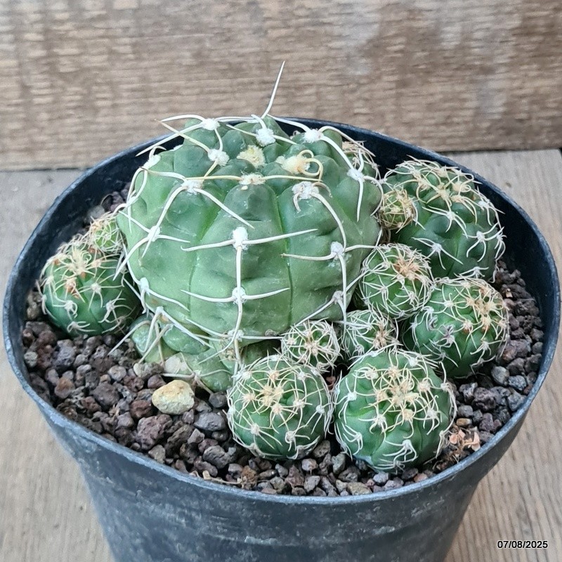 D5744 GYMNOCALYCIUM DENUDATUM pot14-H7-W13 cm MaMa Cactus