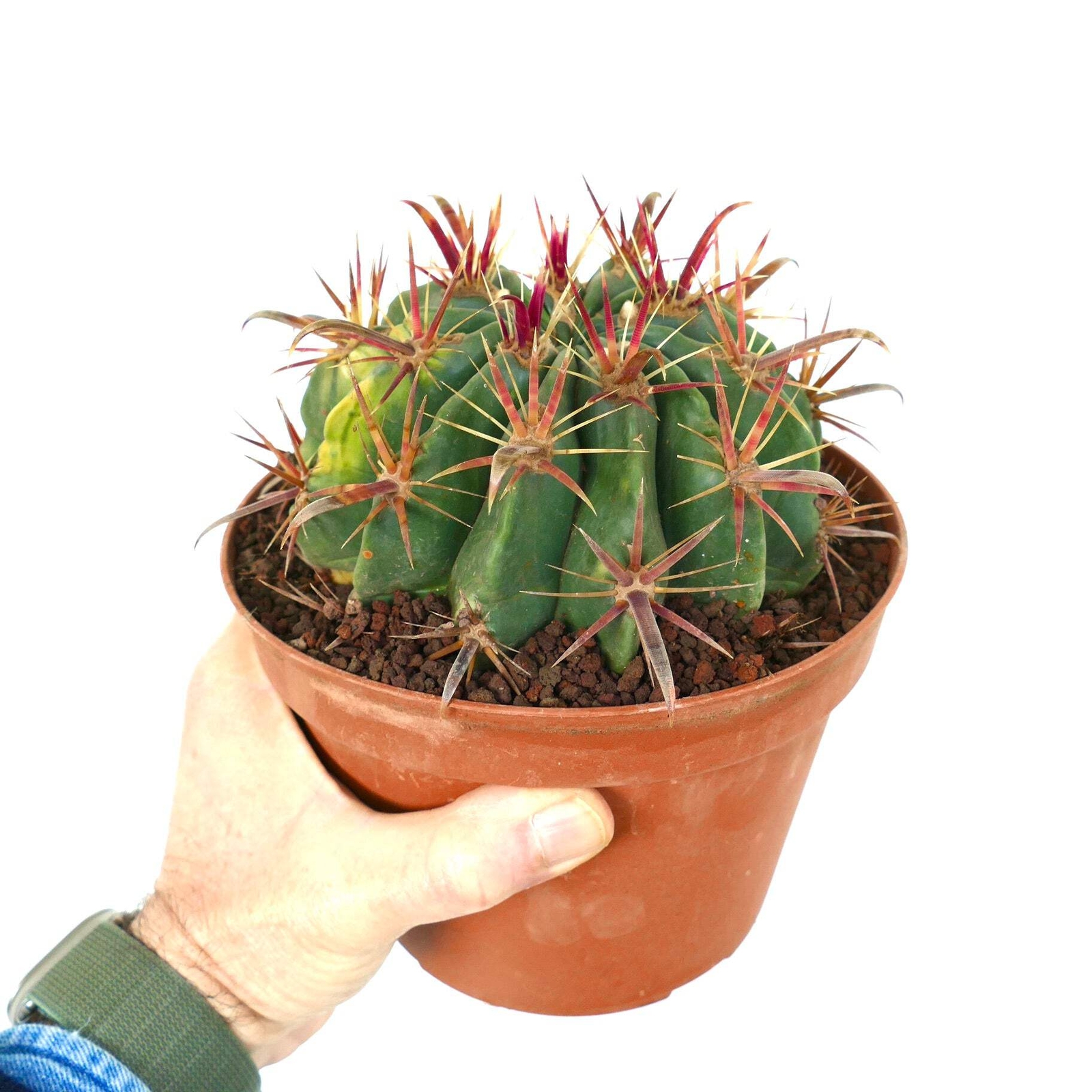 Ferocactus latispinus VARIEGATED – Devil’s Tongue Barrel Cactus | Crow’s Claw Ca
