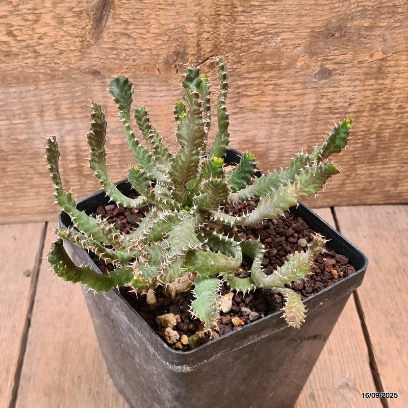 D6478 EUPHORBIA STELLATA BIG CAUDEX pot12-H13-W18 cm MaMa Cactus
