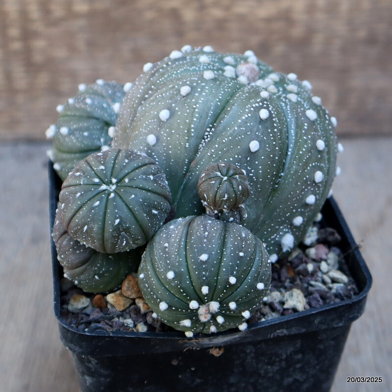 A4480 ASTROPHYTUM SUPERKABUTO PROLIFERO pot9-H8-W11 cm MaMa Cactus