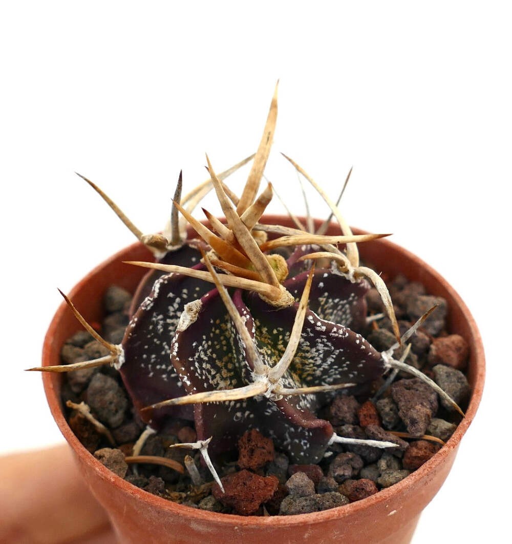 Astrophytum capricorne cv GOLDEN BUFFALO – Goat’s horn cactus | Star cactus