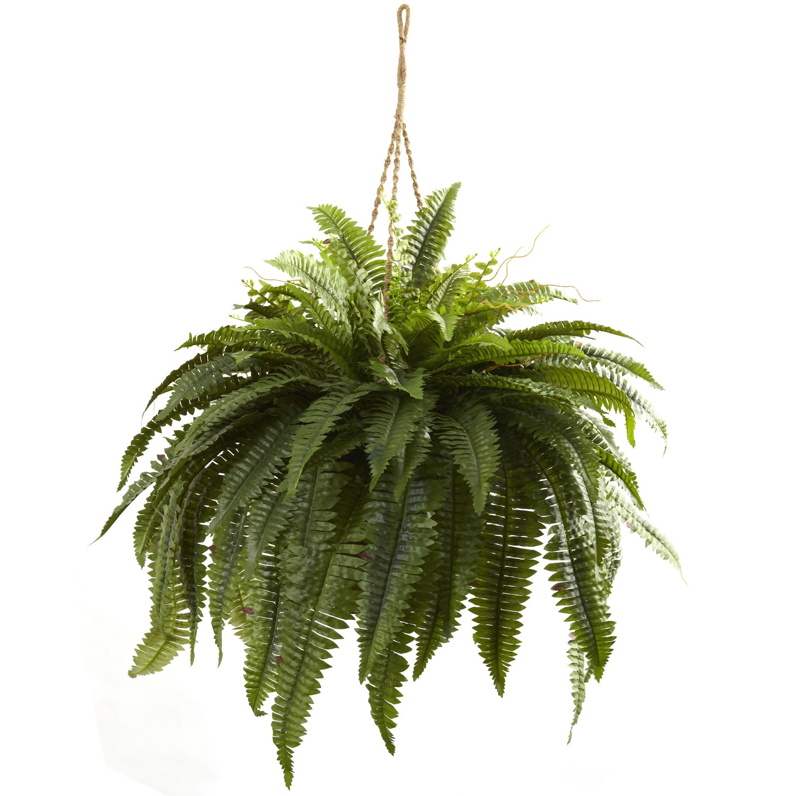 Double Giant Boston Fern Hanging Basket Lush Green 29″ Large Indoor Plant