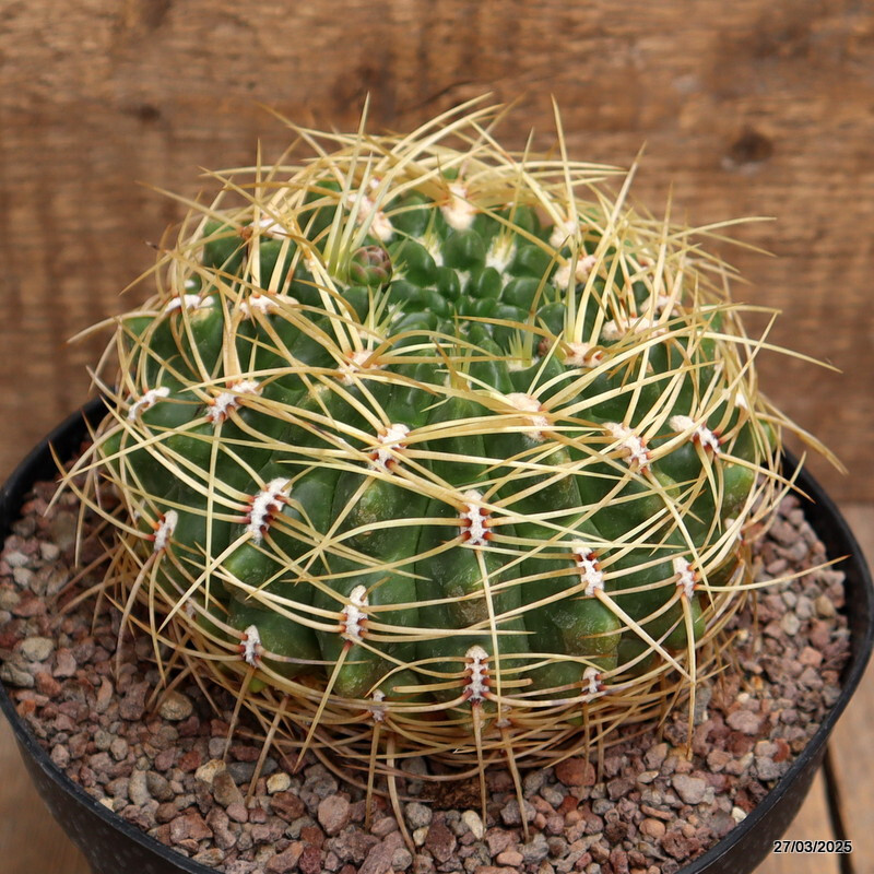 A7129 GYMNOCALYCIUM MULTIFLORUM pot18-H11-W14 cm MaMa Cactus
