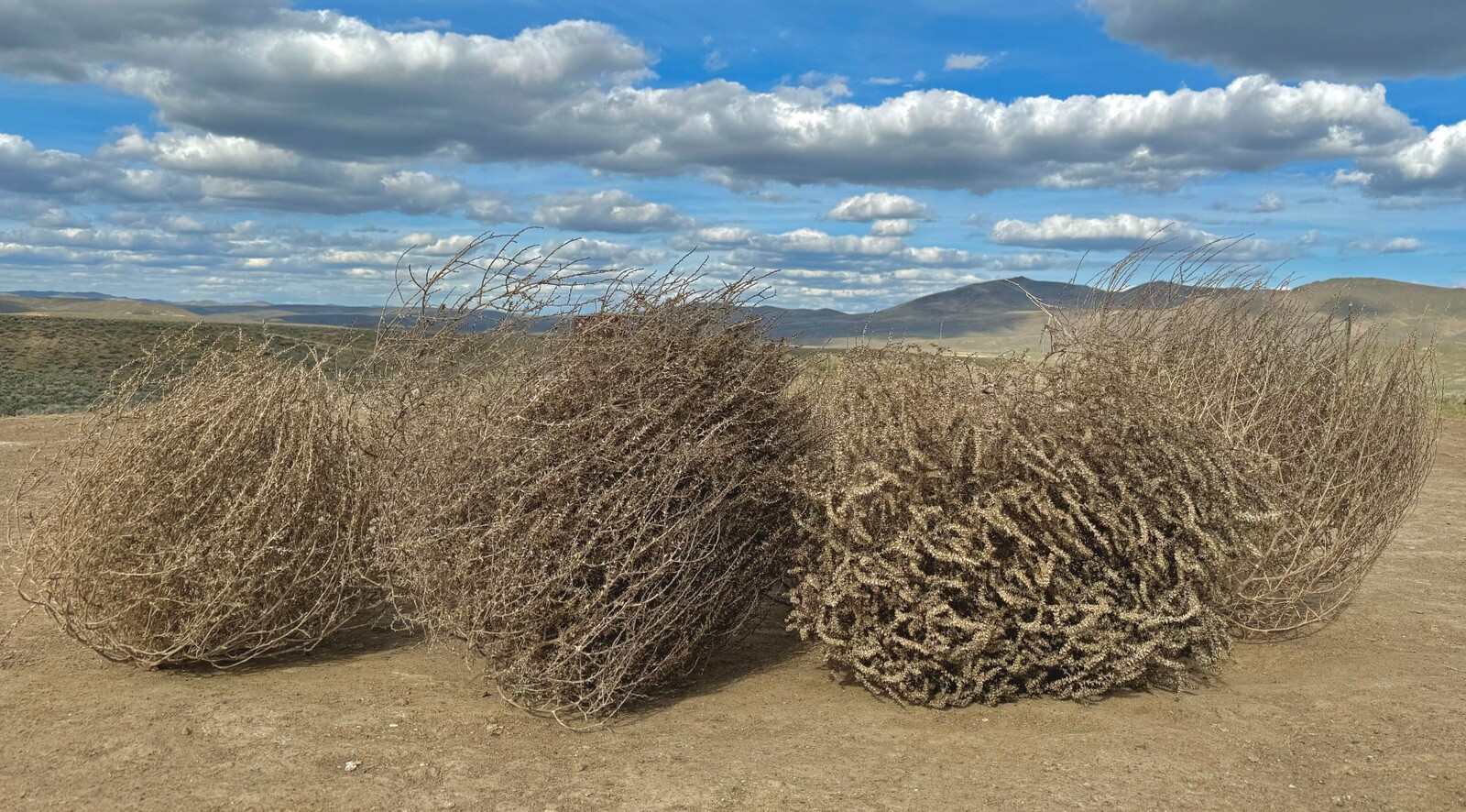 Tumbleweeds !! Best & FULL!! XL Size! 2ft+ Huge Natural Western Decor Nevada USA