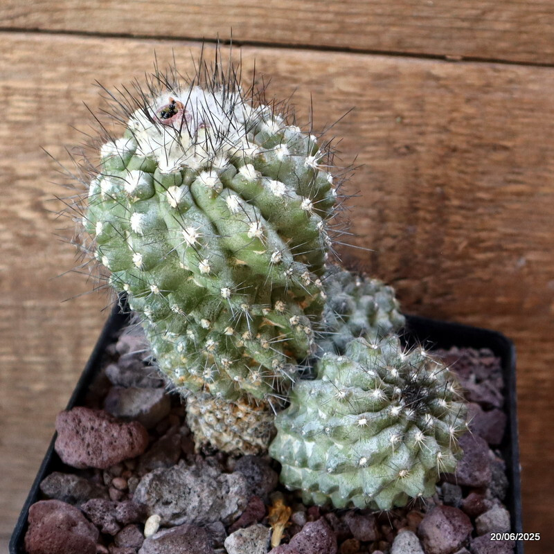 D4773 COPIAPOA PEPINIANA V. FIEDERIANA pot14-H13-W13 cm MaMa Cactus