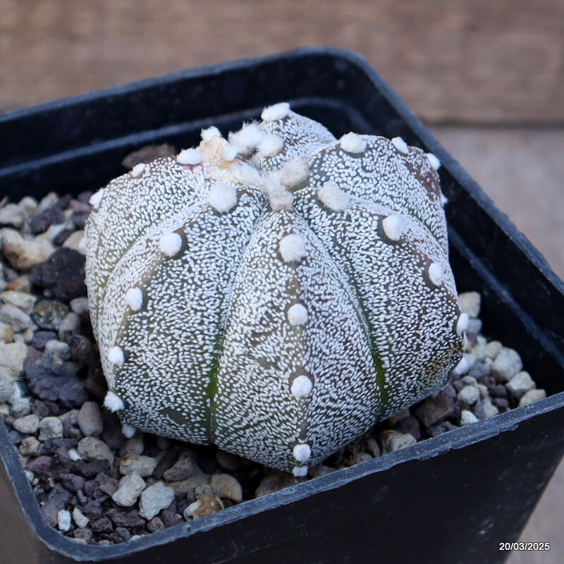 A4465 ASTROPHYTUM SUPERKABUTO VARIEGATED pot10-H6-W7 cm MaMa Cactus