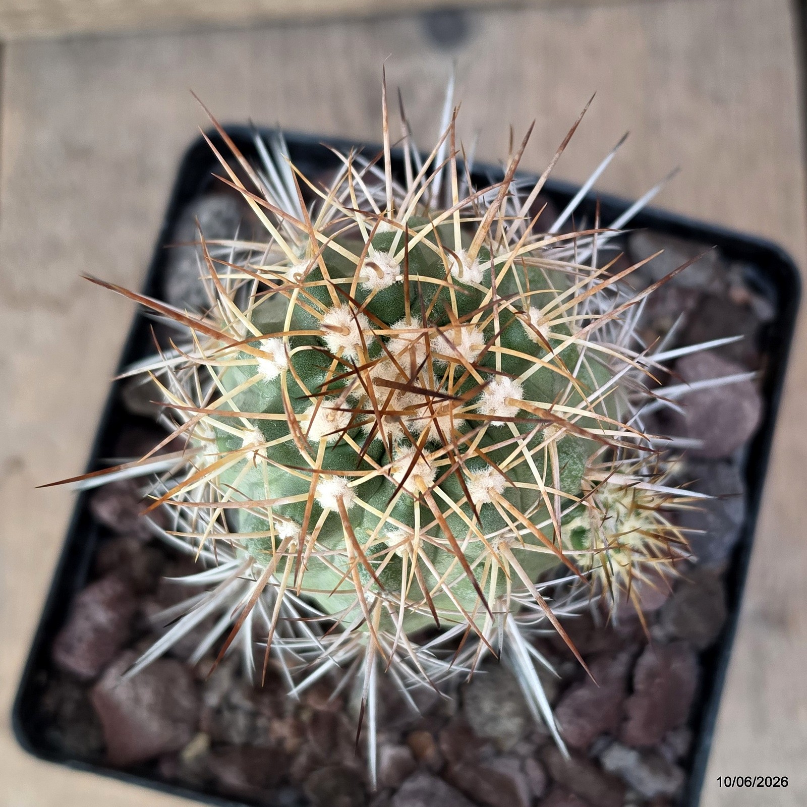 D3430 COPIAPOA MULTICOLOR KK1394 pot12-H11-W7,5 cm MaMa Cactus