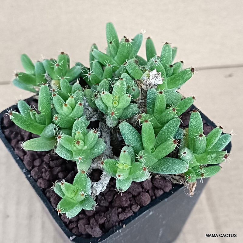 D933 TRICHODIADEMA MARLOTHII pot 7 cm H 4 cm W 9,5 cm MaMa Cactus