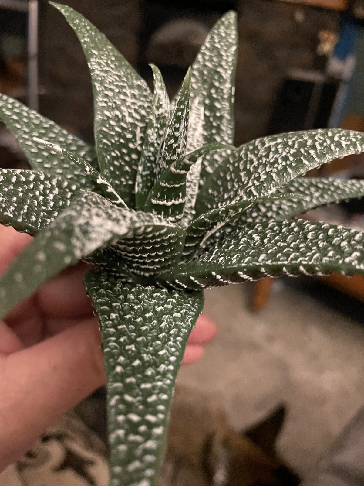 faux STAR succulent plant pick agave aloe heavy Duty Plastic 6” wide 4” tall￼