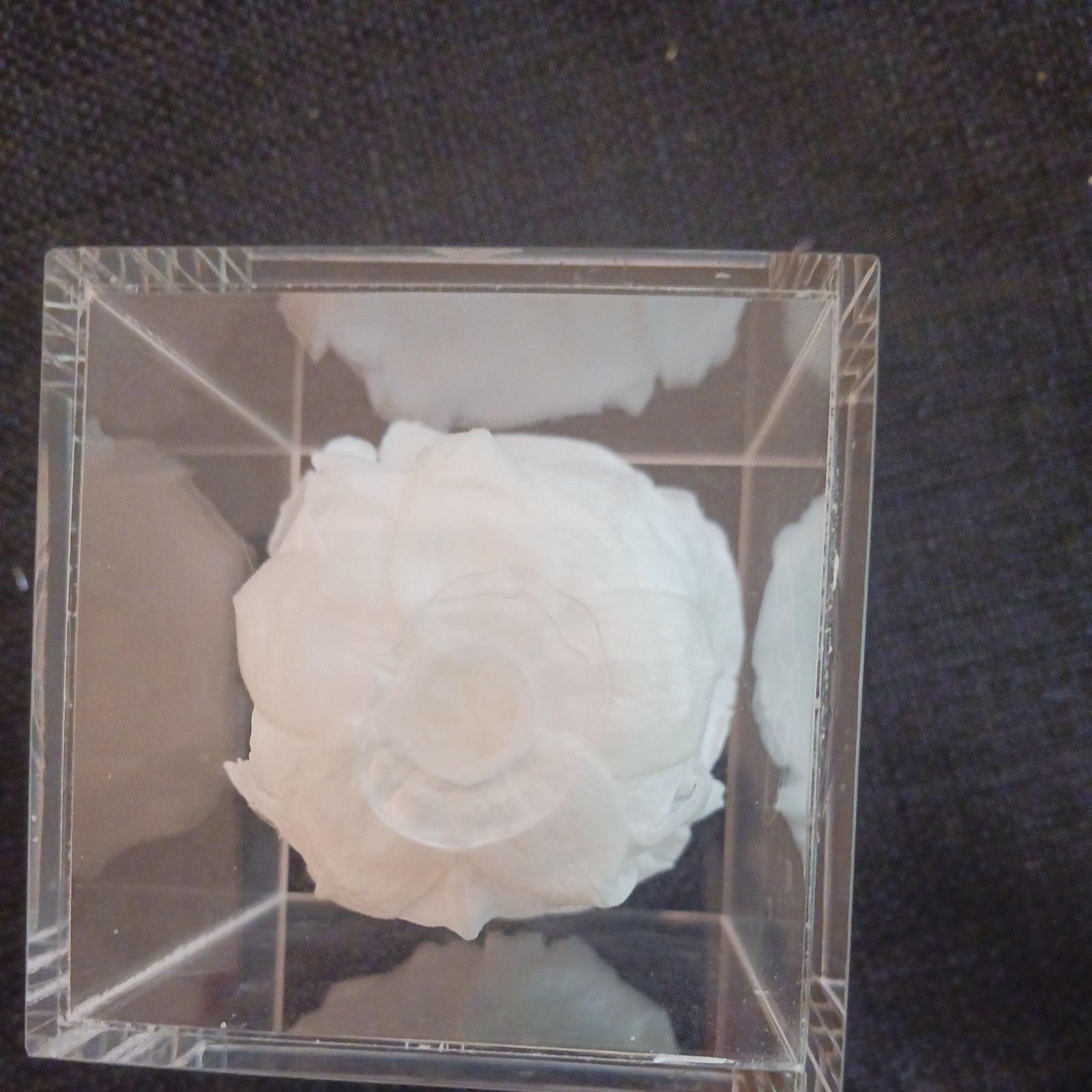 REAL Preserved Eternity Forever White Rose Ring Box Proposal Valentine’s
