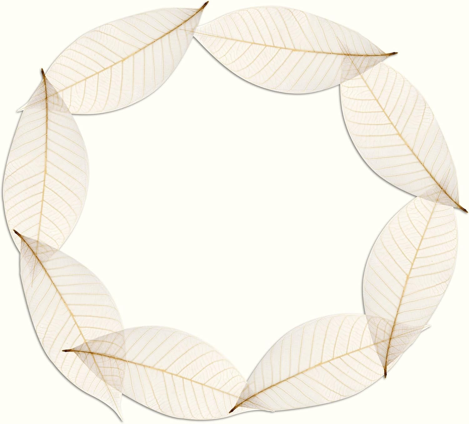 Coolprice Skeleton Natural Dried Rubber Leaves Artificial Leaves Craft Card Scra