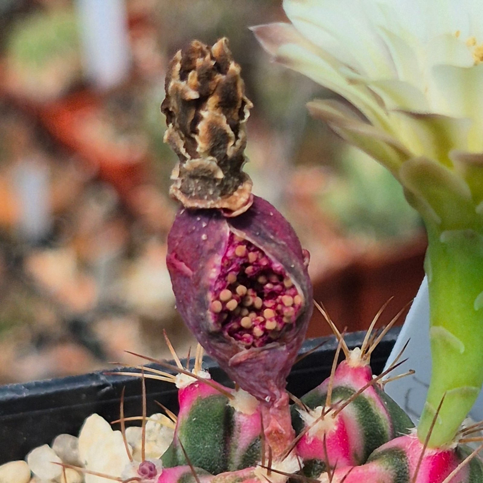 Gymnocalycium mihanovichii ‘Flower Field’ hybrid 10seeds harvest 2025
