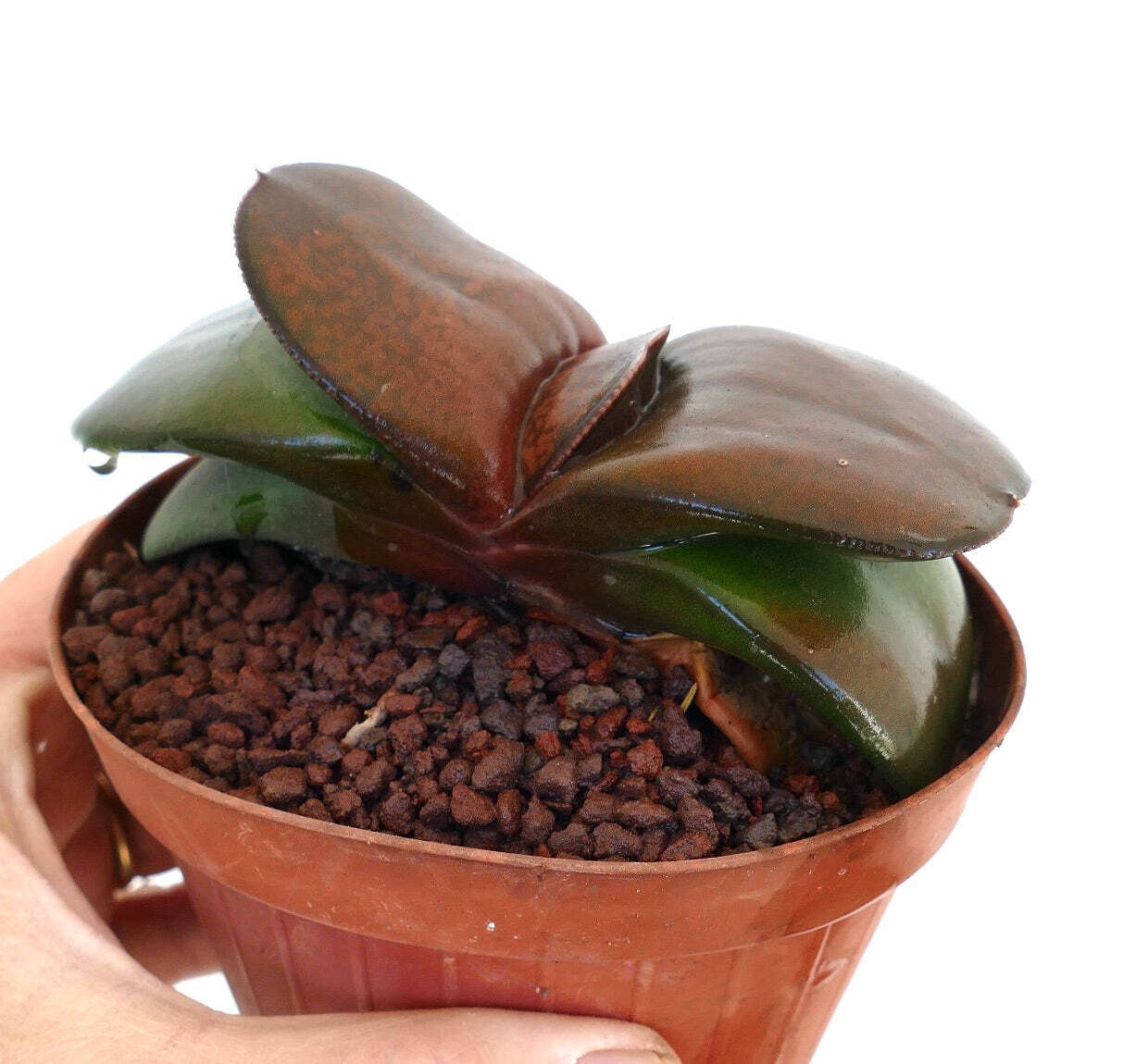 Gasteria pillansii cv 滑らか肌 BROWN-RED FORM – Namaqua gasteria | Pillans’ gasteria