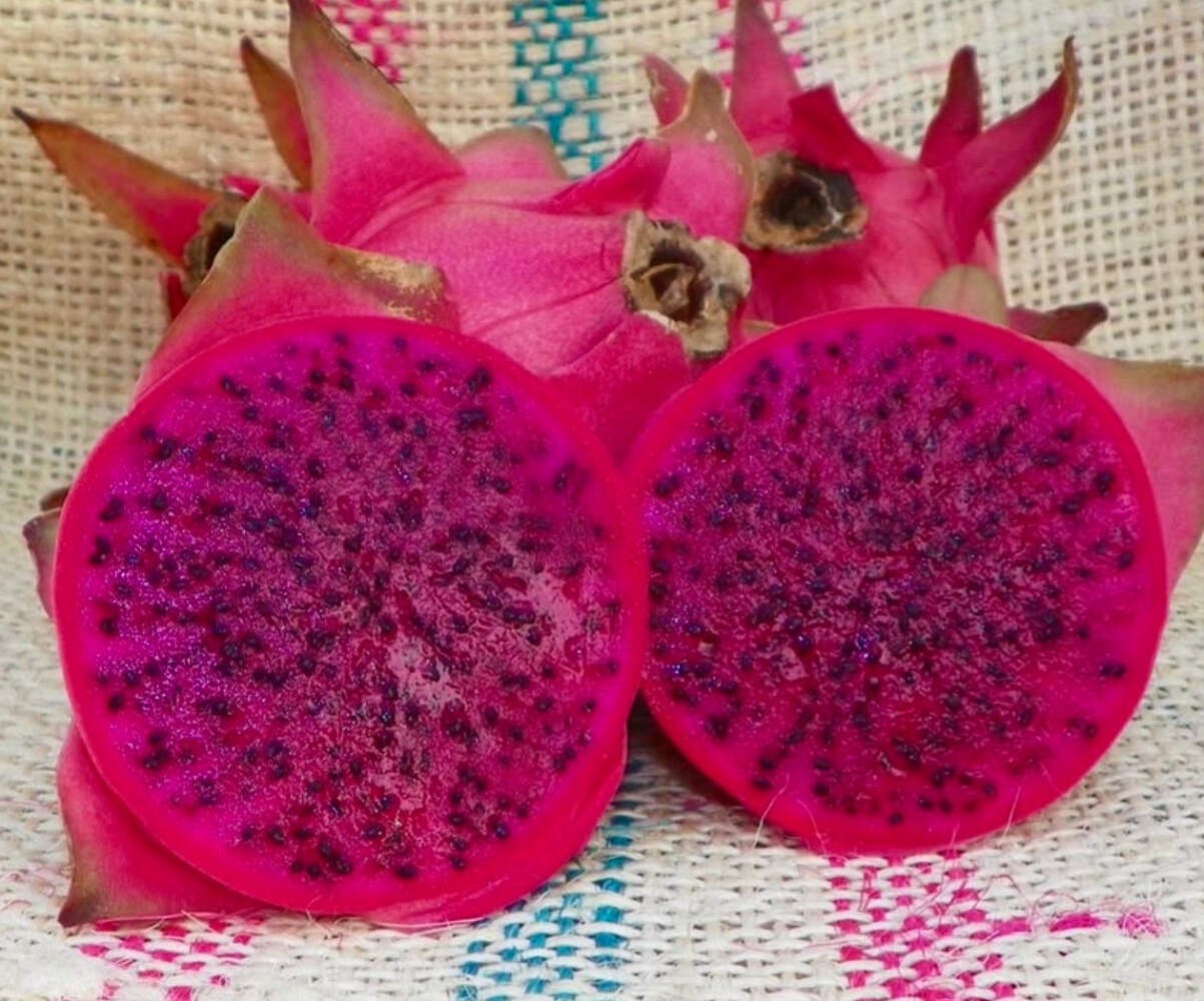 Hylocereus undatus DRAGON PINK PITAYA 40-80cm | Dragon fruit | Pitaya – Dragon f