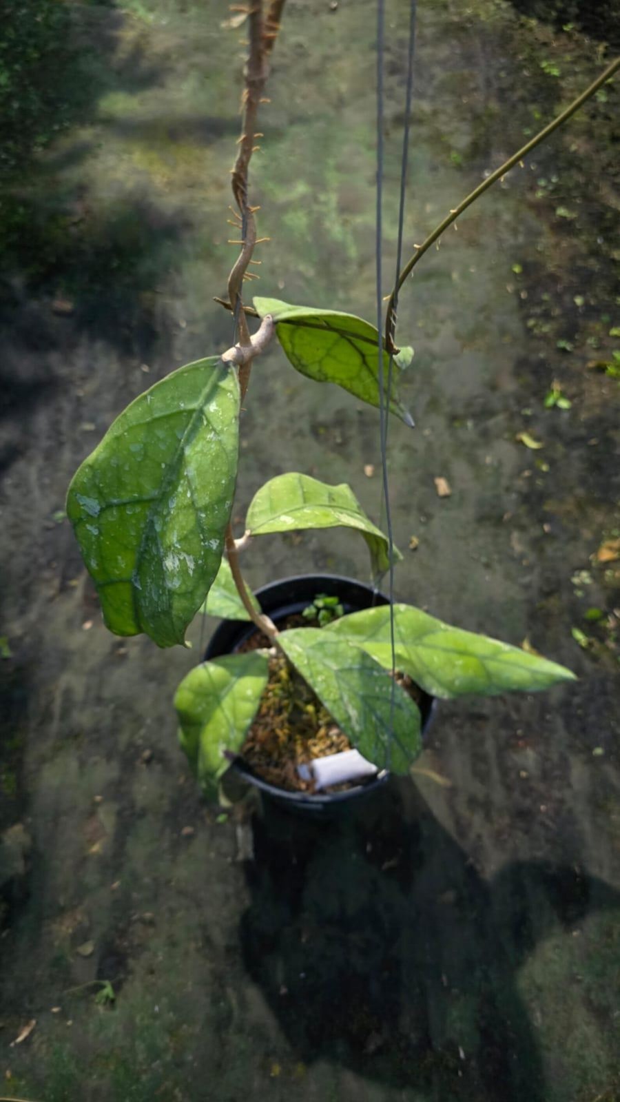 Real Picture Hoya Clemensiorum Sp Hulu Gurung