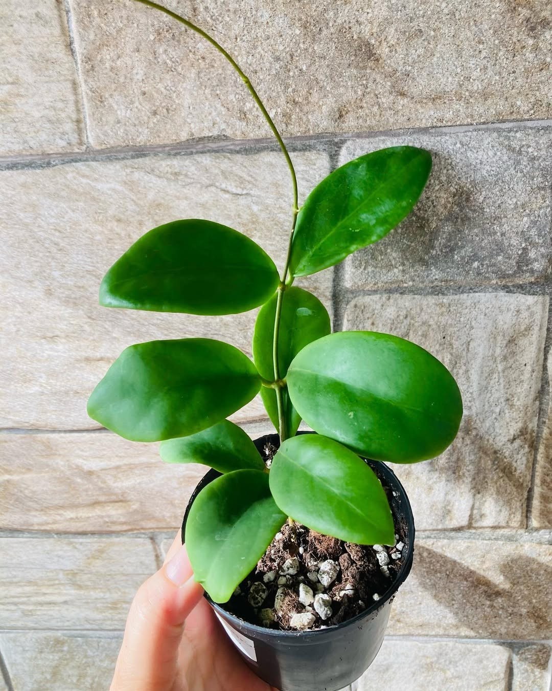 Hoya Mindorensis Rare Tropical Wax Plant