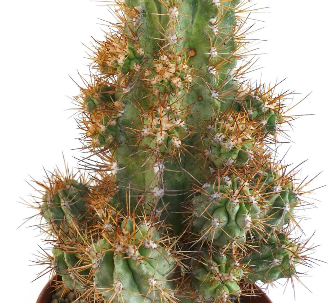 Copiapoa solaris 23 HEADS GRAFTED – NO crested serpentisulcata
