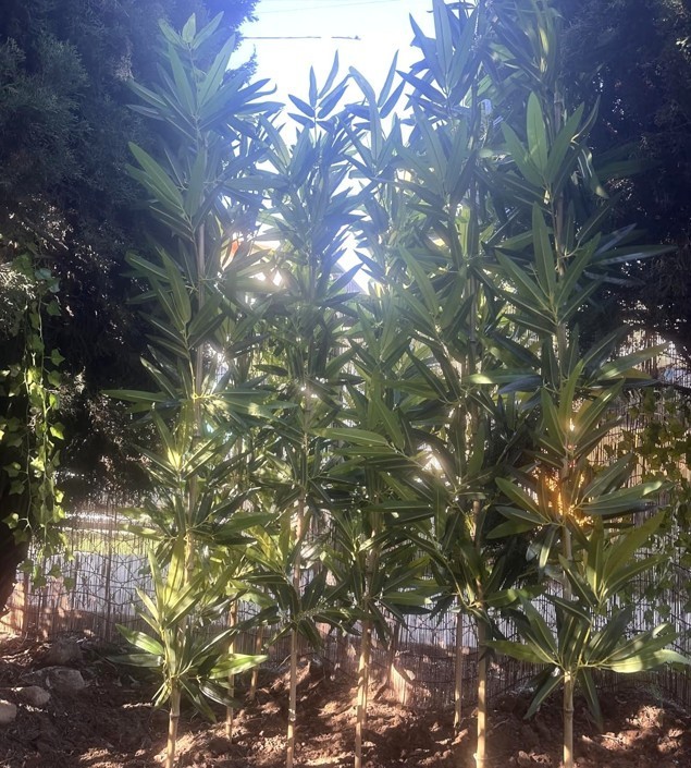5 ft Artificial Bamboo Plant 10 Pack Faux Fake Plants for Privacy Screen Fence