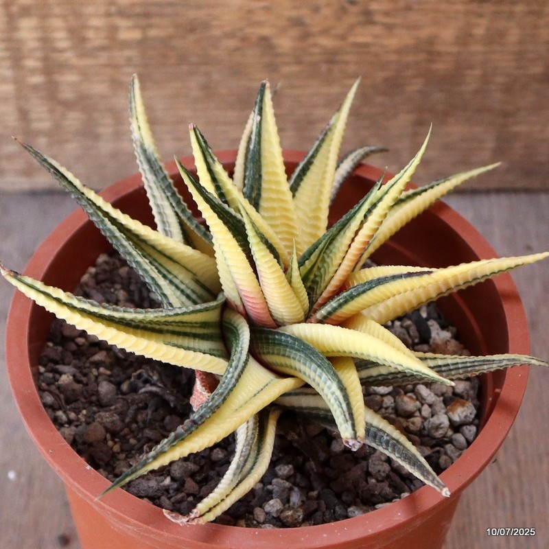 D5207 HAWORTHIA LIMIFOLIA VARIEGATED pot13-H8-W14 cm MaMa Cactus