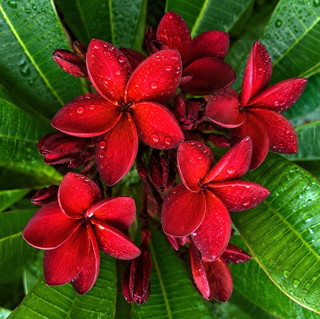 Plumeria rubra SEEDS – Frangipani | Temple tree