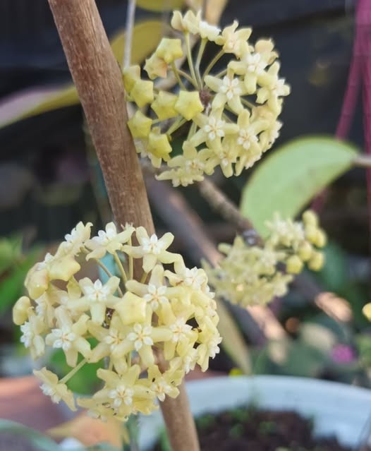 Real Pict Hoya Merrillii Red Rare Plant