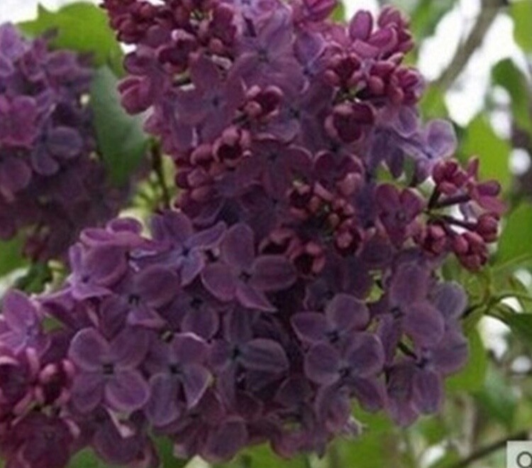 (10) LILAC SEEDS perennial flower rare exotic garden bed plant USA SELLER TRACK