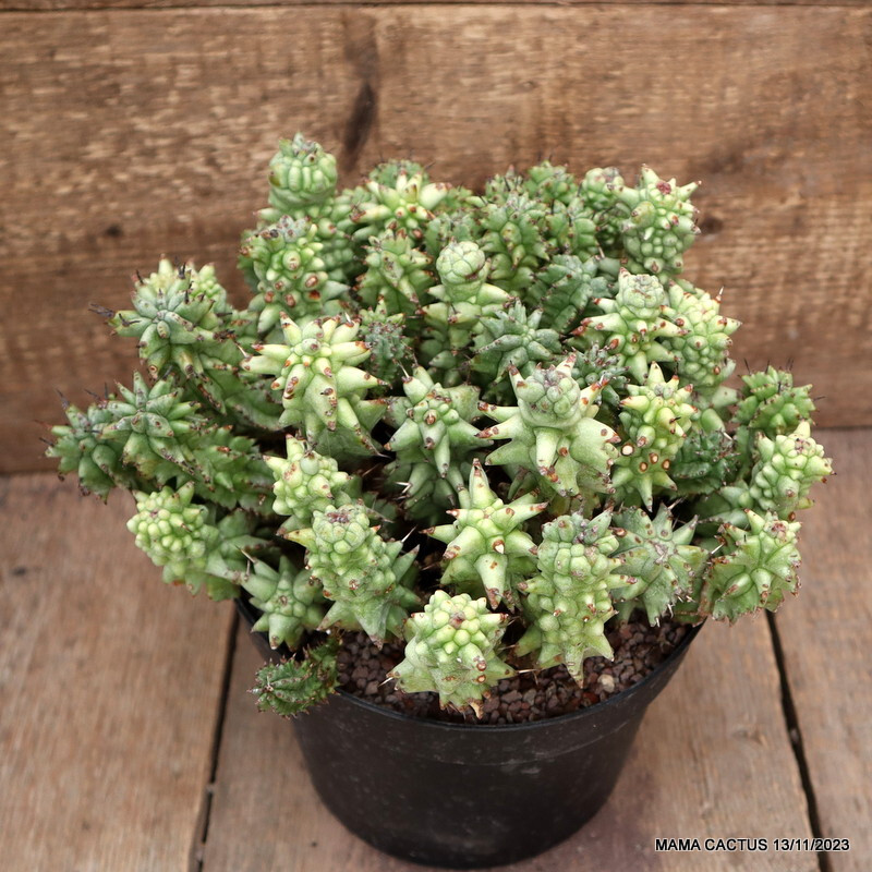 A8500 EUPHORBIA HORRIDA MONSTER pot18-H17-W26 cm MaMa Cactus