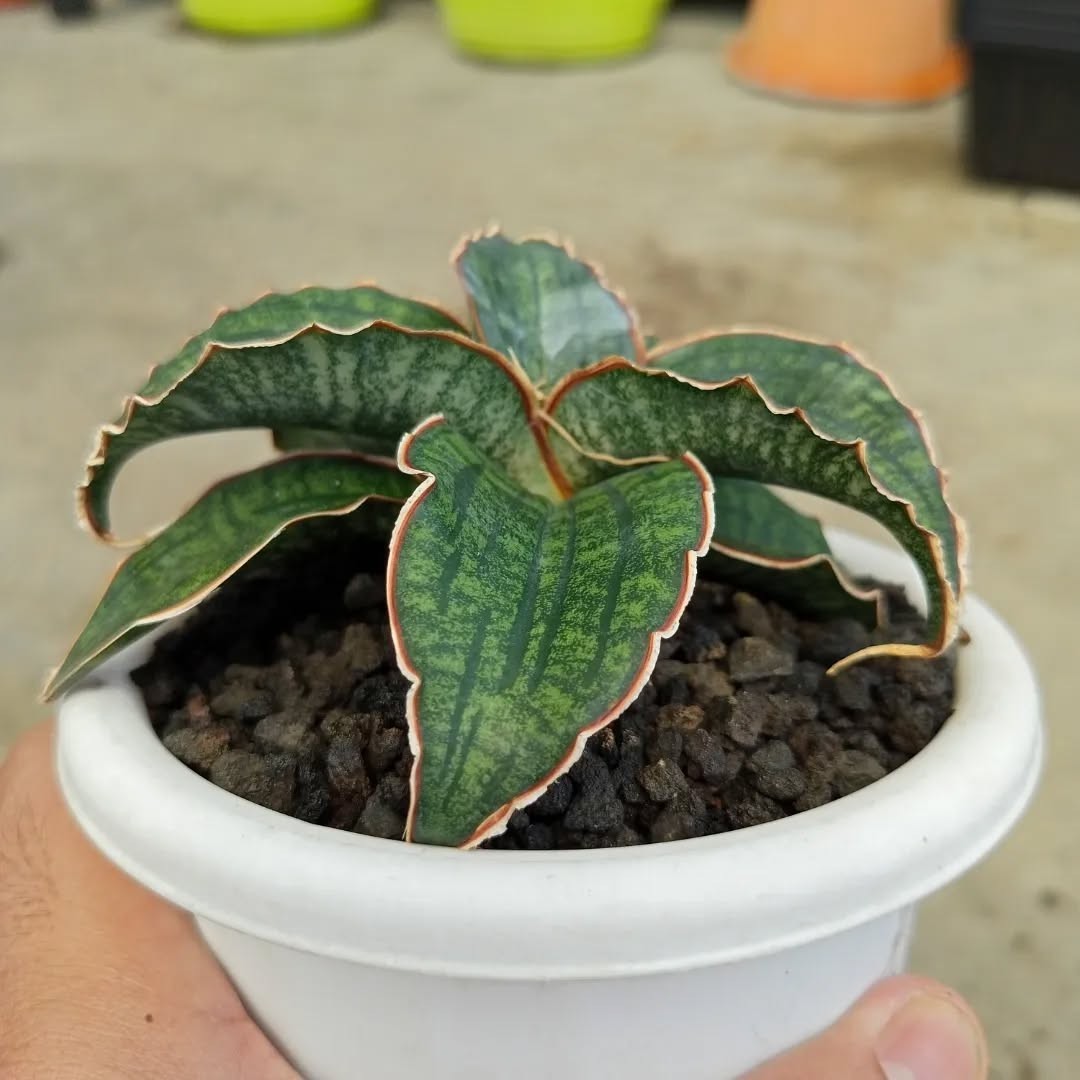 Sansevieria Hybrid Raffa – Rare Snake Plant with Distinctive Rosette Form