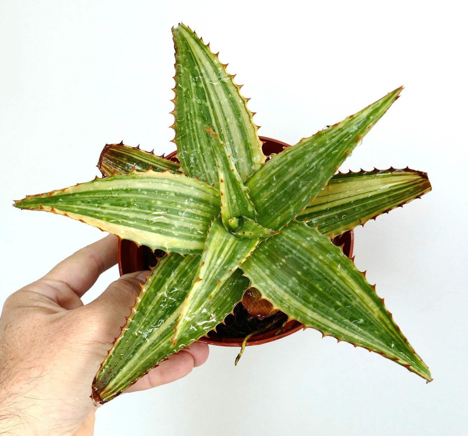 Aloe saponaria STRIATA VARIEGATED AB78 – NO haworthia gasteria agave