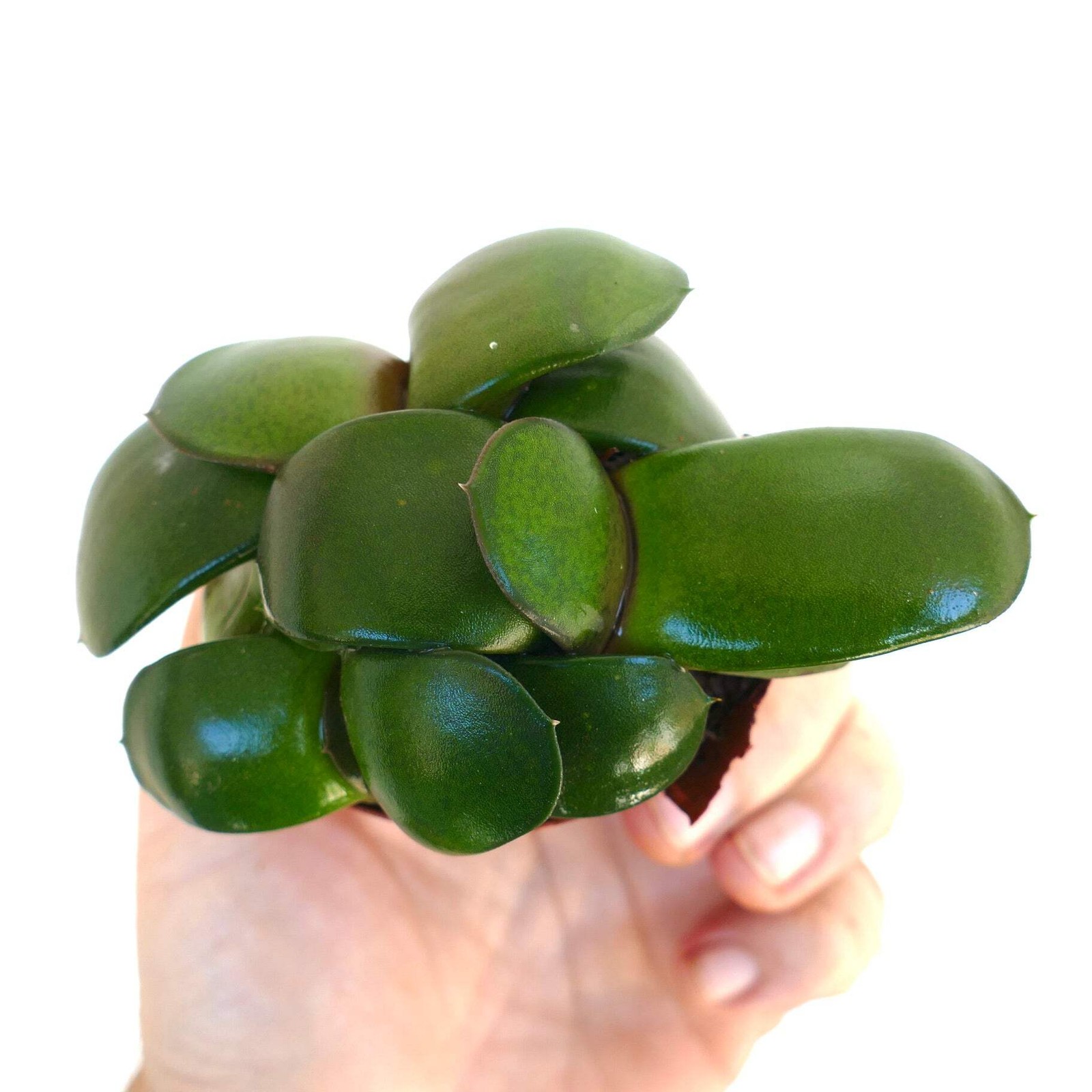 Gasteria pillansii cv 滑らか肌 POT OF THREE – Namaqua gasteria | Pillans’ gasteria