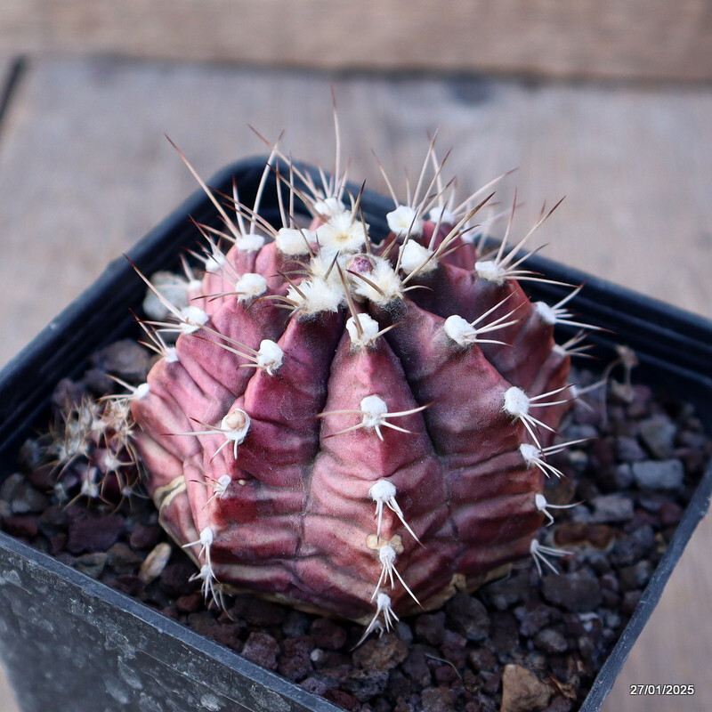 A8468 GYMNOCALYCIUM MIHANOVICHII pot9-H6-W8 cm MaMa Cactus
